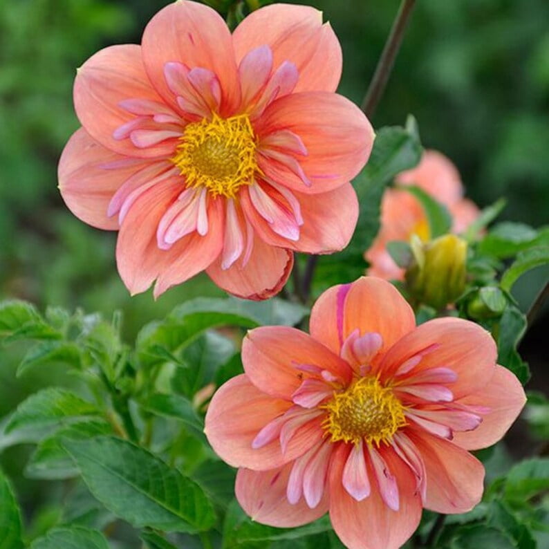 40 Seeds Giggles Dahlia Seeds Pollinator Friendly Heirloom Flower Seeds Mix Seeds to Plant Non-