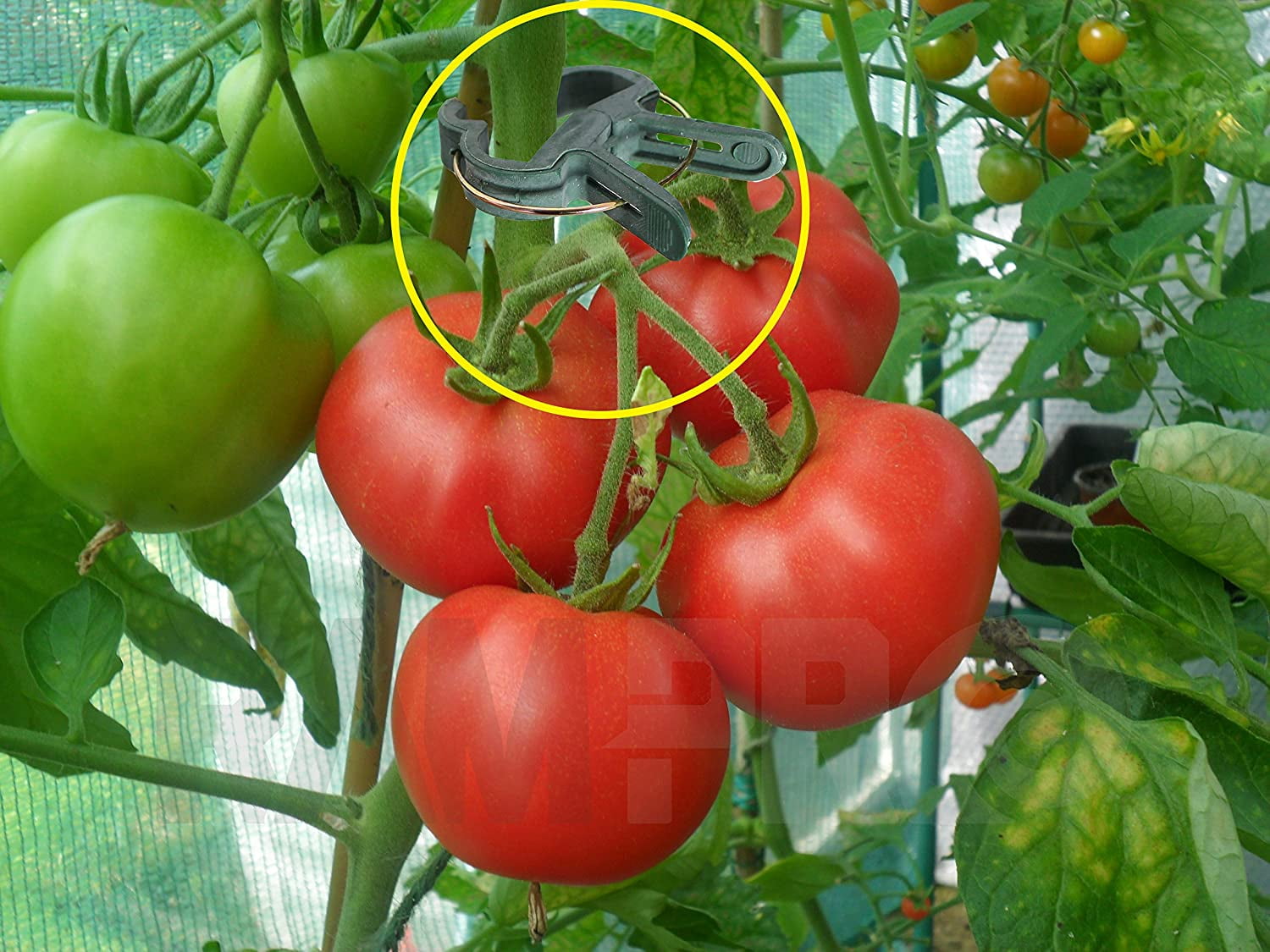 100Pcs Garden Vegetables Tomato Vine Stalks Grow Upright Support Plant Clips d6 