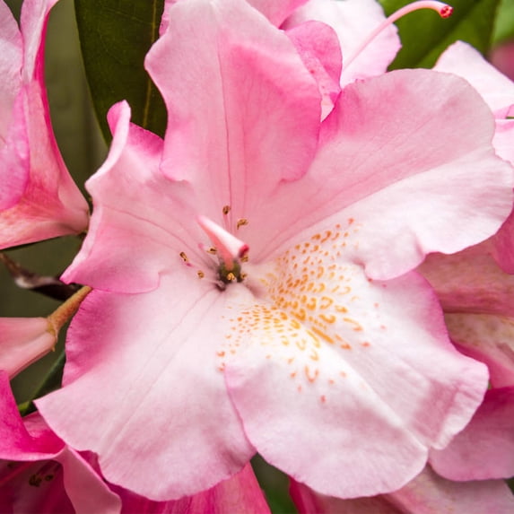 Heirloom Roses - Yaku Prince Rhododendron