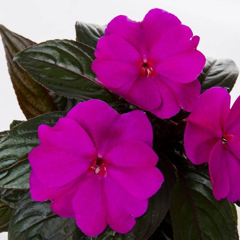 Walmart hotsell impatiens flats