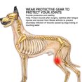 thumbnail image 3 of Dog Knee Brace, Adjustable Dog Front Hind Legs Brace Protector Pads for Pain Relief Injury Recovery for Elderly Disabled Dogs Relieve Joint Pain and Muscle Sore, 3 of 7