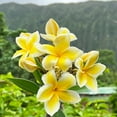 thumbnail image 4 of Yellow Plumeria Plant Cutting, 10"-12" Unrooted, No Bloom, Live Plants, 1 Count, Full Sun, 4 of 6