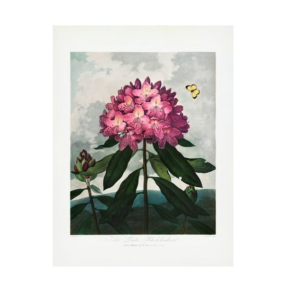 Trademark Fine Art Pictufy The Pontic Rhododendron from The Temple of Flora 1807 Canvas Wall Art
