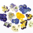 thumbnail image 2 of pitrice Pressed Non-Edible Flowers, Fashion Accessories. Durable. Cake Embellishments, Prom Resin Projects. Vibrant Colors Colorful 96 Film（B）, 2 of 6