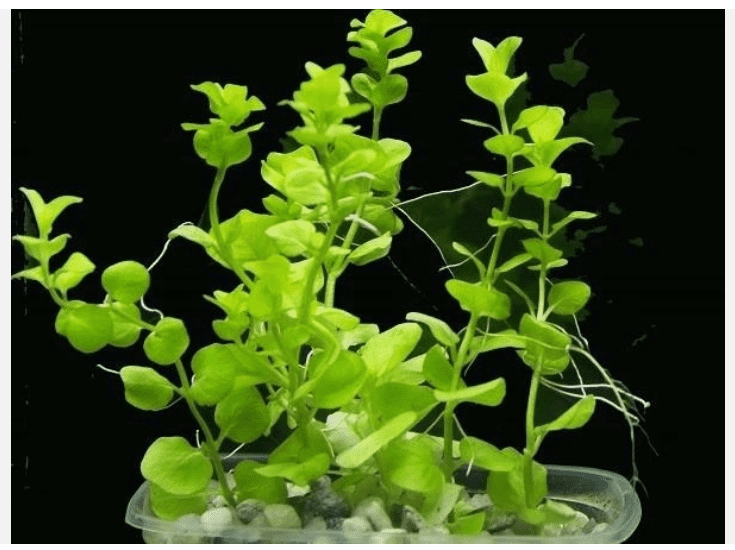 25 Bacopa Live Aquarium Plants – Freshwater Stem Plants for Aquascaping