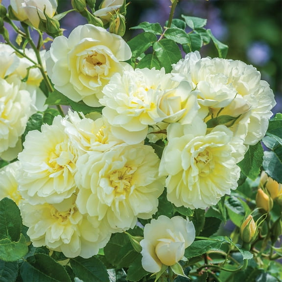 Heirloom Roses 3' Soft Lemon Imogen David Austin Rose Live Plants in 1 gal Containers