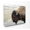 thumbnail image 5 of The Stupell Home Decor Collection Beautiful Buffalo Photography Wall Art, 5 of 5