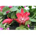 thumbnail image 3 of Live Christmas Cactus Plant - 4" Decorative Holiday Pot, 3 of 5