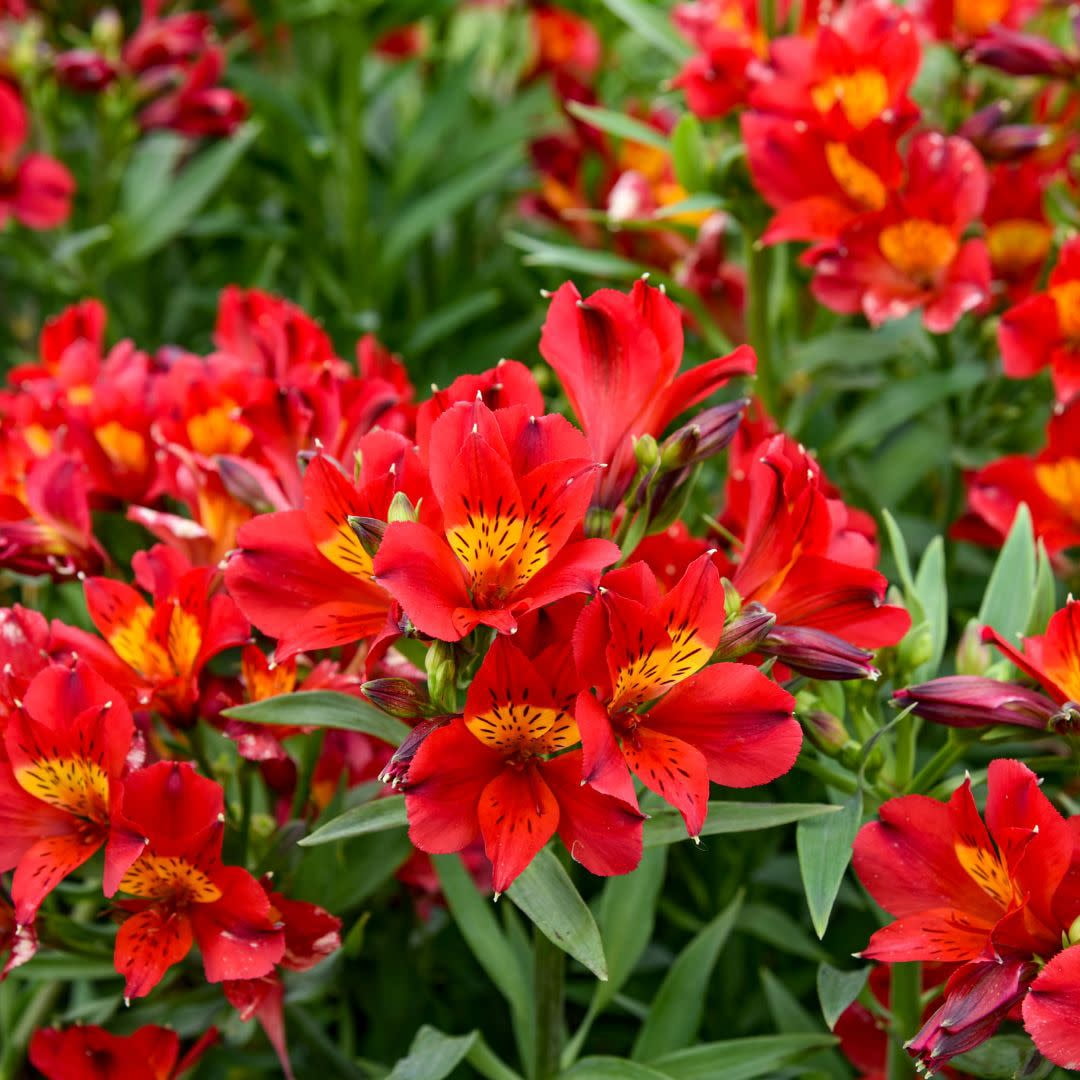 Proven Winners 12" Red Summer Heat Peruvian Lily (Alstroemeria hybrid) Perennial Live Plant in 7.13" Pot