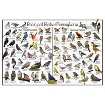 Backyard Birds of Pennsylvania Bird Identification Poster - Birdwatching Nature Chart