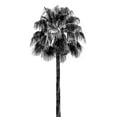 thumbnail image 2 of Blake, Madeline 9x14 Black Ornate Wood Framed with Double Matting Museum Art Print Titled - Palm Tree IV, 2 of 4