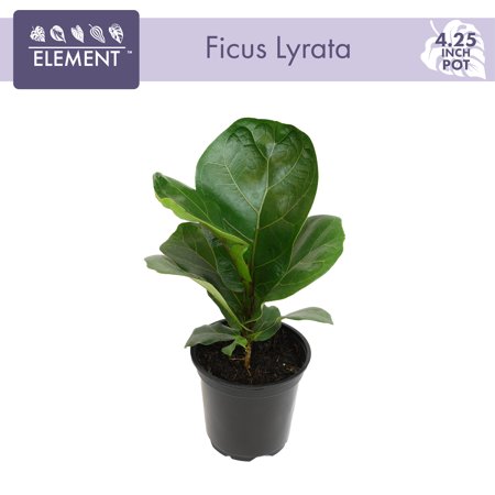 ELEMENT BY ALTMAN PLANTS 4.25" Ficus Lyrata Fiddle Leaf Fig Plant, House Plants Indoors Live Ficus Tree Live Plant, Fig Trees Live Plants Indoor Plants Live Houseplants Fig Plants Live in Planter Pot