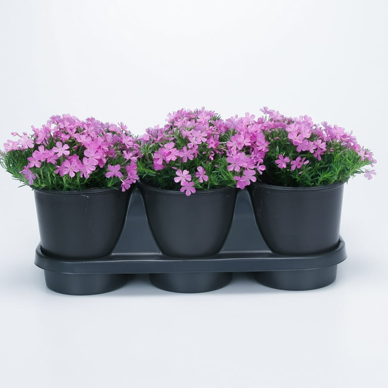 Expert Gardener Multicolor Creeping Phlox Perennial Groundcover