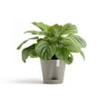thumbnail image 3 of Ecopots Venice 2 Durable Modern Round Indoor/Outdoor Recycled Based Composite Flower Pot Planter w/ Water Reservoir, Taupe, 12", 3 of 4