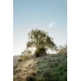 thumbnail image 2 of Blaustein, Alan 11x14 White Modern Wood Framed Museum Art Print Titled - Oak Tree - 35, 2 of 4