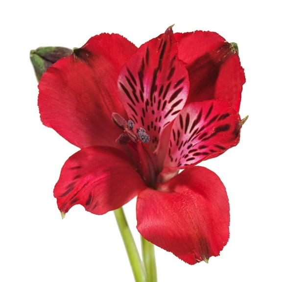 Alstroemeria 50 Stems of Red Farm Direct Fresh Cut Flowers by Bloomingmore