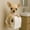 F, variant on Aufmer 1 pcs No Drill Dog Themed Toilet Roll Holder, Adorable 3D Resin Puppy Tissue Paper Dispenser with Wall Mount, Funny Animal Statue Bathroom Kitchen Decor for Home O-ffice Dorm