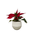 thumbnail image 2 of Mini Poinsettia in 3" White Self-Watering Pot - Live Plant, 2 of 4