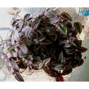 Burgundy "Dark Desire" Wandering Jew - Tradescantia Zebrina - Unique House Plant