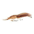 thumbnail image 1 of Modelo educativo de animales marinos perfke gamba 44g Figuras Marinas, 1 of 9