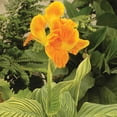 thumbnail image 3 of Expert Gardener Canna Pretoria (Set of 2 Dormant Bulbs) Full Sun, Orange, Annual, 3 of 8