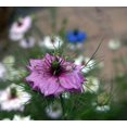 thumbnail image 3 of 500 LOVE In A MIST PERSIAN Jewels Mixed Colors (Fennel Flower) Nigella Damascena Flower Seeds, 3 of 3