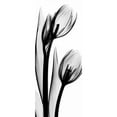 thumbnail image 3 of Koetsier, Albert 12x24 Black Modern Framed Museum Art Print Titled - Tulip in BandW2, 3 of 5