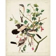 thumbnail image 3 of Audubon, John James 12x14 Black Modern Framed Museum Art Print Titled - Pl 192 Great Cinereous Shrike, 3 of 5