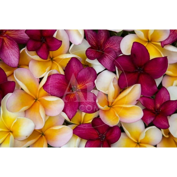 Hawaii, Maui, Plumeria in Mass Display, Botanical Unframed Photographic Print Wall Art by Terry Eggers Sold by ArtCom