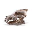 thumbnail image 3 of Resin Skull Decor Skeleton Head Coyote Home Bar Desk Gothic Style Antique Gift Anatomical Teaching Prop for Party Halloween, 3 of 6