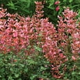 Agastache 'Kudos Coral' Hummingbird Mint Live Starter Plant