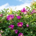 thumbnail image 3 of Heirloom Roses Rose Bush - Raspberry Rugostar® Rugosa , Live Rose Plant, 3 of 3