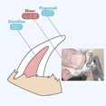 thumbnail image 3 of Coupe-ongles pour Chat et Chien en Acier Inoxydable avec Verrou, 3 of 5