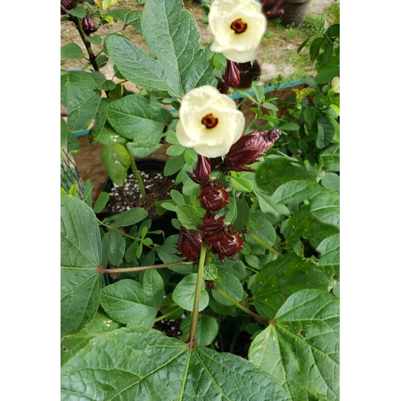 Serendipity Seeds 10 Roselle Flower Seed, Drought Tolerant