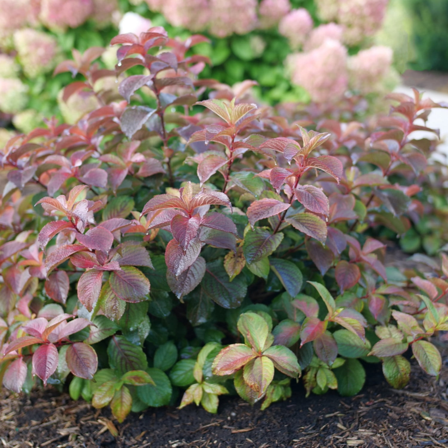 Proven Winners ColorChoice 5" Pink Midnight Sun Reblooming Weigela Live Plant in 4.5" Pot (4 Count)