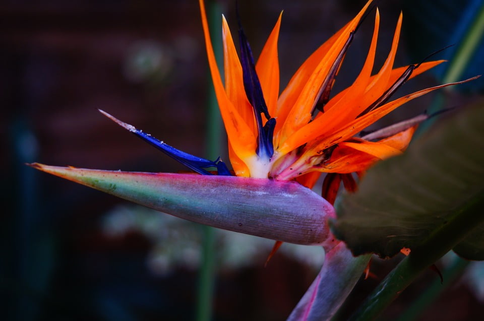 Paradise Tropical Bird Bird Of Paradise Flower20 Inch By