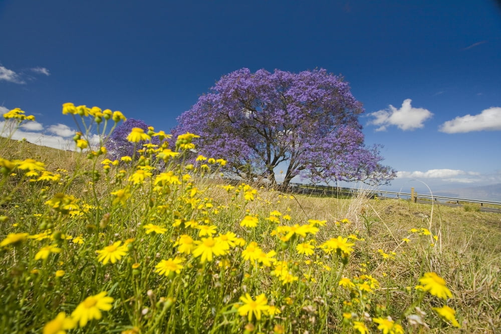 Hawaii Maui The Lavender Blossoms Of This Jacaranda Tree (Jacaranda Mimosifolia) Contrast The Spring Flowers In A Field Beside The Road To Haleakala Crater Canvas Art - Dave Fleetham Design Pics (17
