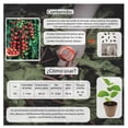 thumbnail image 3 of Semillas Jitomate Cereza Vita, 3 of 5