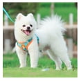 thumbnail image 2 of Yidarton New Pet Chest Strap Vest Dog Strap Small Dog Rope Wholesale Reflective Dog Leash Lake Blue L, 2 of 11