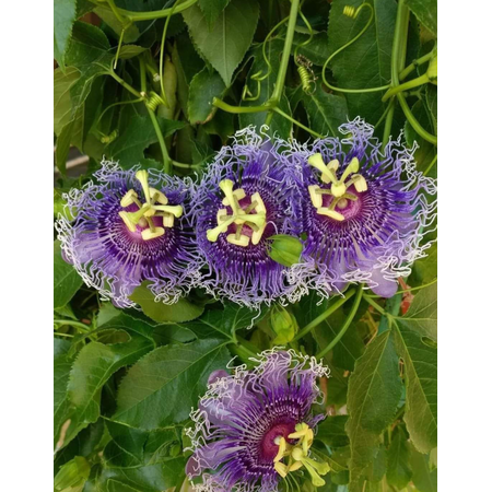 Passiflora Incarnata Live Plant, Tropical Flowering Vine 5-8 Inc Tall, Passiflora Hybrid Inspiration for Trellis, Garden
