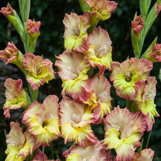 Gladiolus Conca Verde (Bulbs) Multicolor