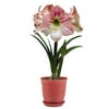Bloomsz Economy Apple Blossom Amaryllis with Red Pot, 1-Pack