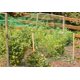 thumbnail image 4 of 4 x 10m Verde Anti Bird Net Planta de Jardin cercado con Malla Proteger Frutas Frutos de roedores Aves Ecomeon no, 4 of 6