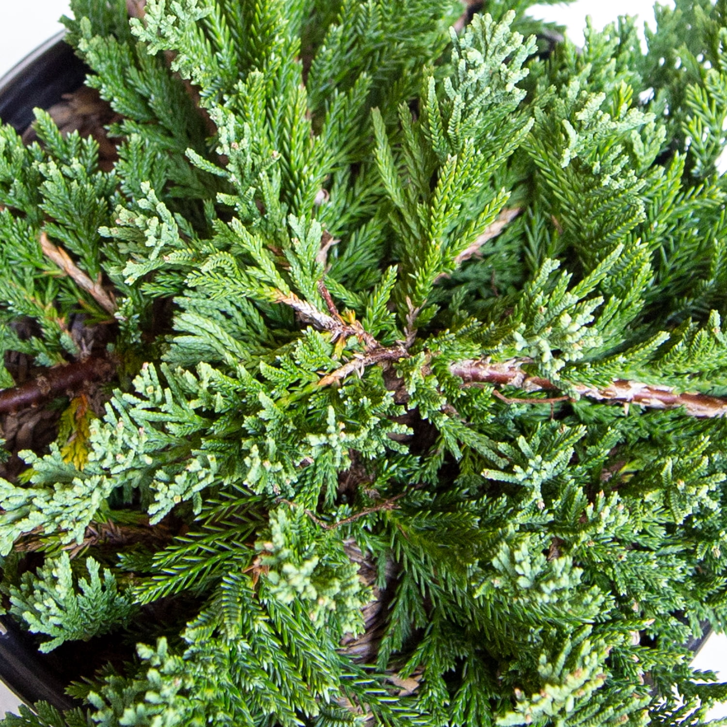 Expert Gardener Blue Rug Juniper, 2.5 Qt Grower Pot, Low-Growing Evergreen Groundcover Shrub, Full Sun, Live Outdoor Plant