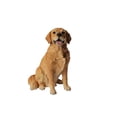thumbnail image 6 of 21" Sitting Golden Retriever Dog Outdoor Garden Statue, 6 of 6