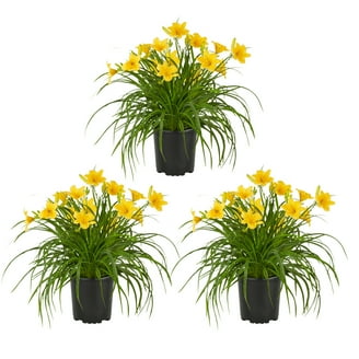 where to buy snake plant near me Snake Plant Sansevieria  Top Indoor Air Purifying Plant  PlantMart.pk