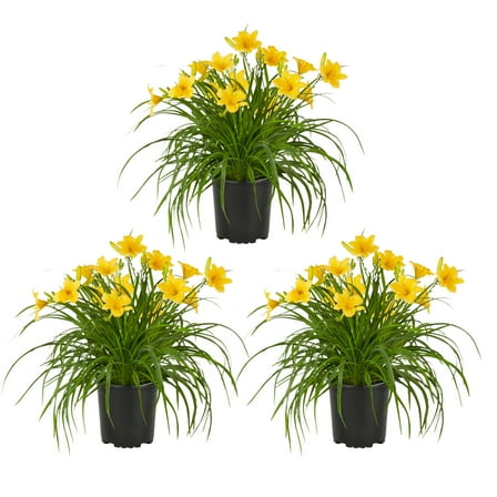 Expert Gardener 2.5QT Yellow Daylily Live Perennial Plant Sun 3-Pack