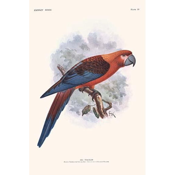 Ara Tricolor-Fine Art Canvas Print (20" x 30")