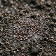 thumbnail image 2 of 4000 Creeping Thyme Mix Seeds, Outdoor Ground Cover, Mixed Variety Thyme for Garden, 2 of 5