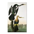 thumbnail image 2 of Trademark Fine Art John James Audubon Black-Billed Darter Canvas Wall Art - 22x32, 2 of 4